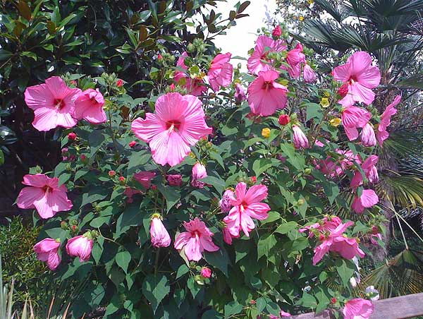pink mocsári hibiszkusz | Földesi kertészet