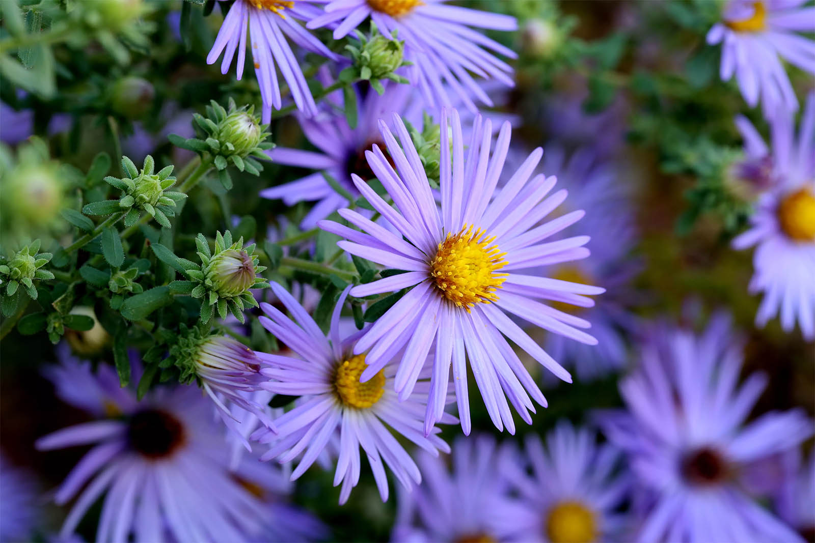 Virágok amit érdemes elkerülniük az allergiásoknak