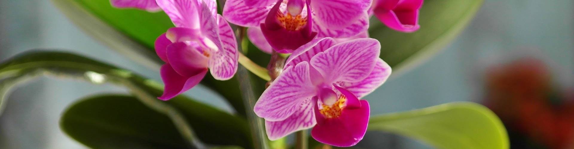 orchidea- növényápolás